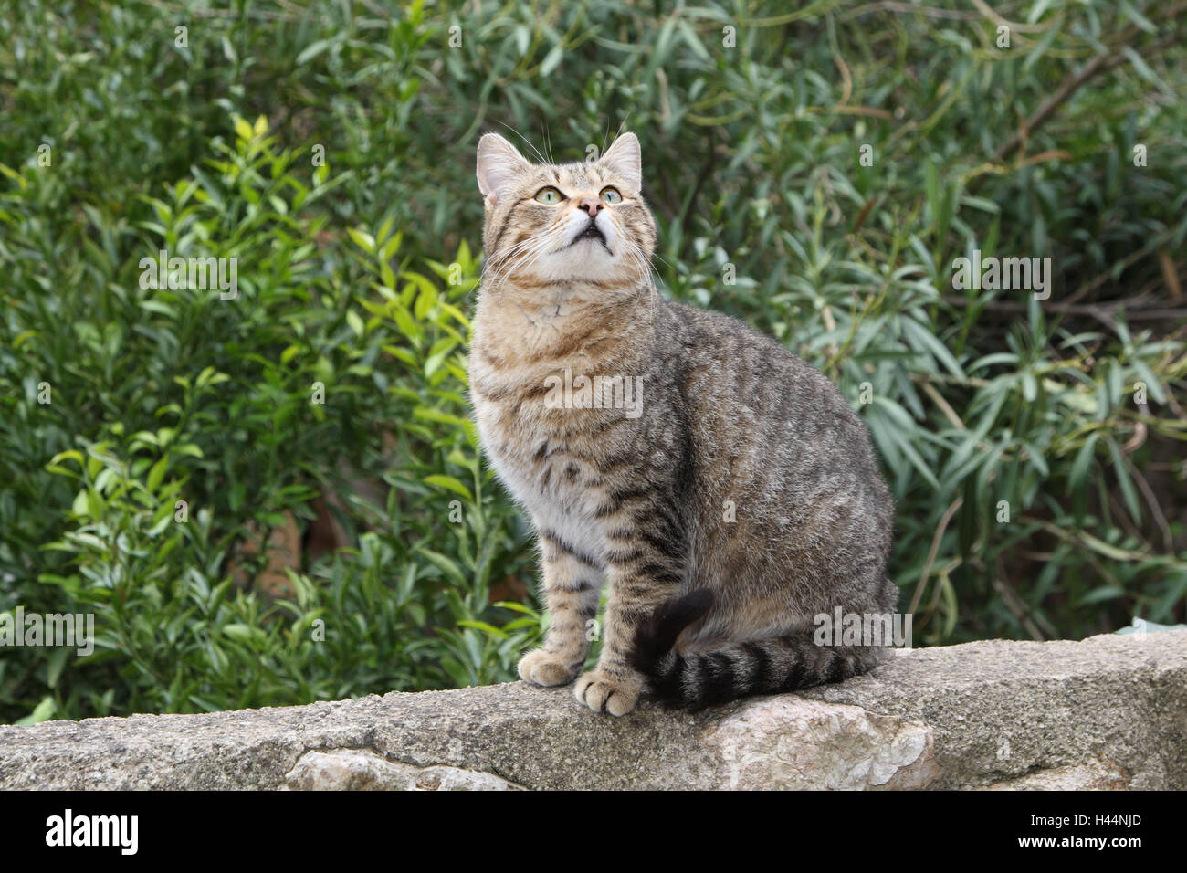 Cat, striped, sit, defensive wall, to high-level views, animals, mammals, pets, small cats, Felidae, domesticates, house cat, without Lord, day release prisoners, stray, observe street cat, individually, only, carefully, with interest, garden defensive wall, outside, Spain, Stock Photo