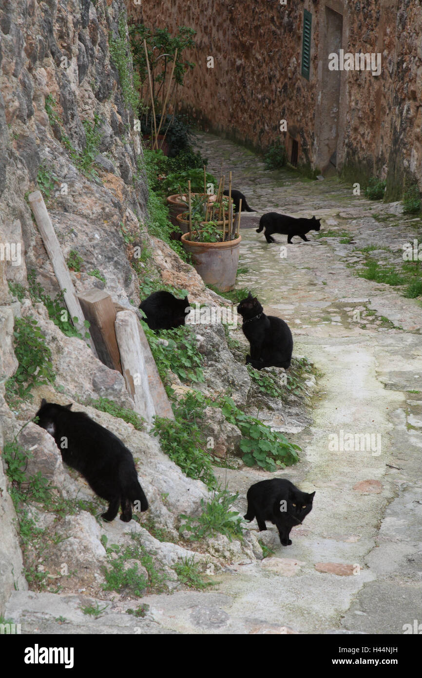 Cats, black, lane, animals, mammals, pets, small cats, Felidae, domesticates, house cat, without Lord, day release prisoners, stray, street cats, group, herd, five, lining search, house, defensive wall, way, outside, Spain, Stock Photo