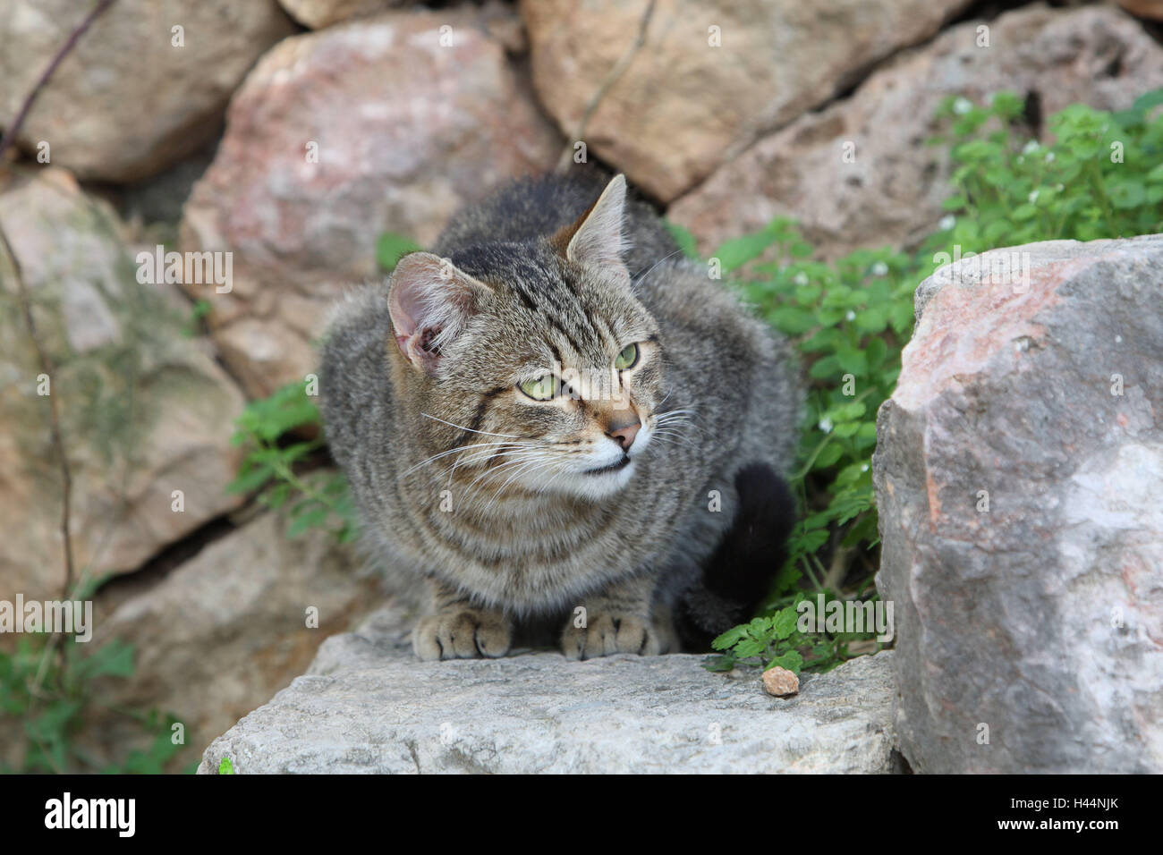 Cat, striped, crouch, stairs, animals, mammals, pets, small cats, Felidae, domesticate, house cat, without Lord, day release prisoners, stray, street cat, individually, only, outside, stone stairs, steps, Spain, Stock Photo