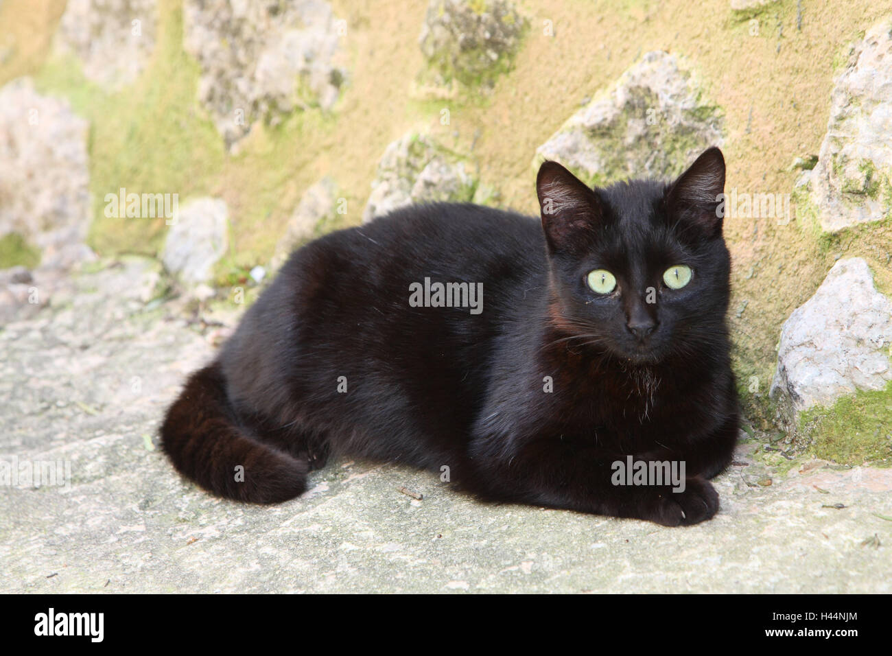 Cat, black, lie, animals, mammals, pets, small cats, Felidae, domesticates, house cat, without Lord, day release prisoners, stray, street cat, individually, only, outside, Spain, Stock Photo