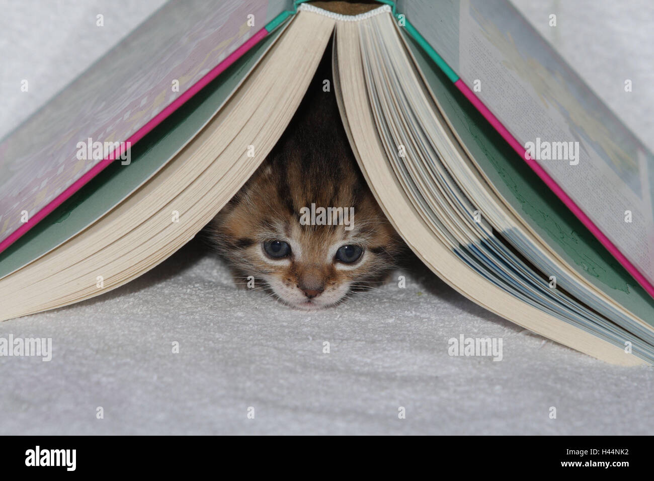 Plates, cat, young, hide, book, opened, bed, animals, mammals, pets, small cats, Felidae, domesticates, house cat, young animal, kitten, small, awkward, clumsy, creep, creep, curiosity, under, hiding place, play, sweetly, individually, all alone, striped, look, portrait, young animals, animal baby, inside, Stock Photo