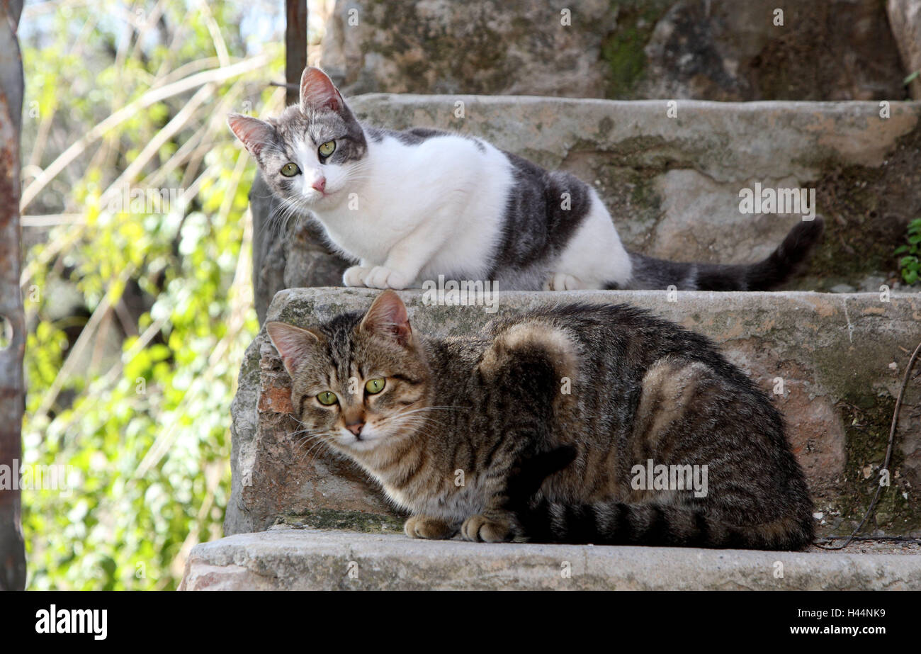 Cats, crouch, stairs, animals, mammals, pets, small cats, Felidae, domesticate, cats, house cat, without Lord, day release prisoner, stray, observe street cats, two, together, animal friendship, steps, stone stairs, carefully, outside, Spain, Stock Photo