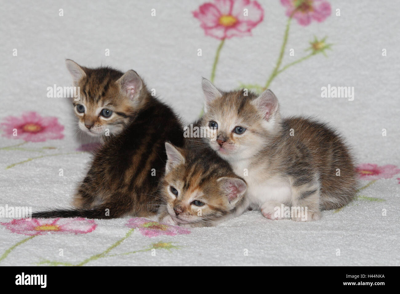 Cats, young, lie, zusammenkuscheln, bed, animals, mammals, pets, small cats, Felidae, domesticates, house cat, young animal, kitten, three, behaviour, cuddle, doze together, siblings, small, affectionately, awkward, clumsy, sweetly, striped, love, suture, tiredly, cohesion, affection, togetherness, young animals, animal babies, inside, Stock Photo