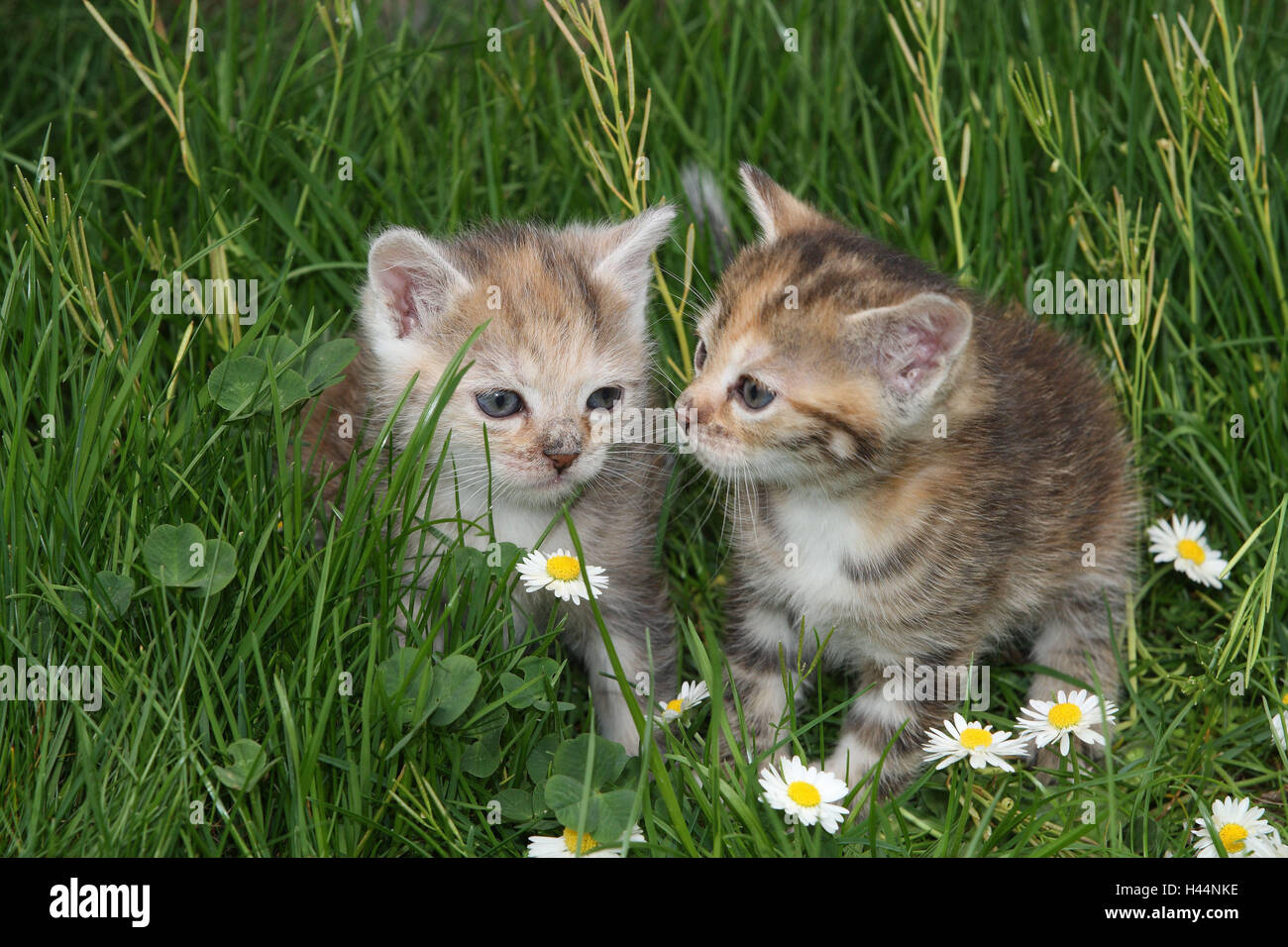 Cats, young, sit, meadow, garden, animals, mammals, pets, small cats, Felidae, domesticates, house cat, young animal, kitten, two, siblings, play, together, small, awkward, clumsy, sweetly, cohesion, suture, togetherness, curiosity, flowers, plants, young animals, animal baby, nature, outside, Stock Photo