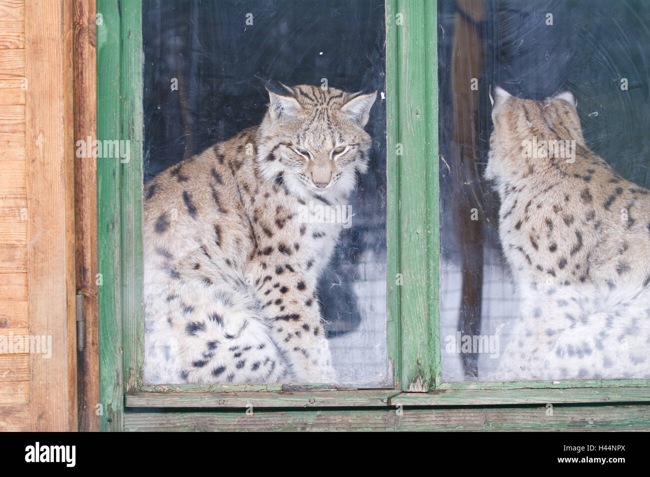 Window, lynxes, Lynx lynx, two, side by side, big cats, predators, mammals, animals, breeding, animal species, threatens, endangers, protection endangered species, little man, national park, Slovakia, Stock Photo