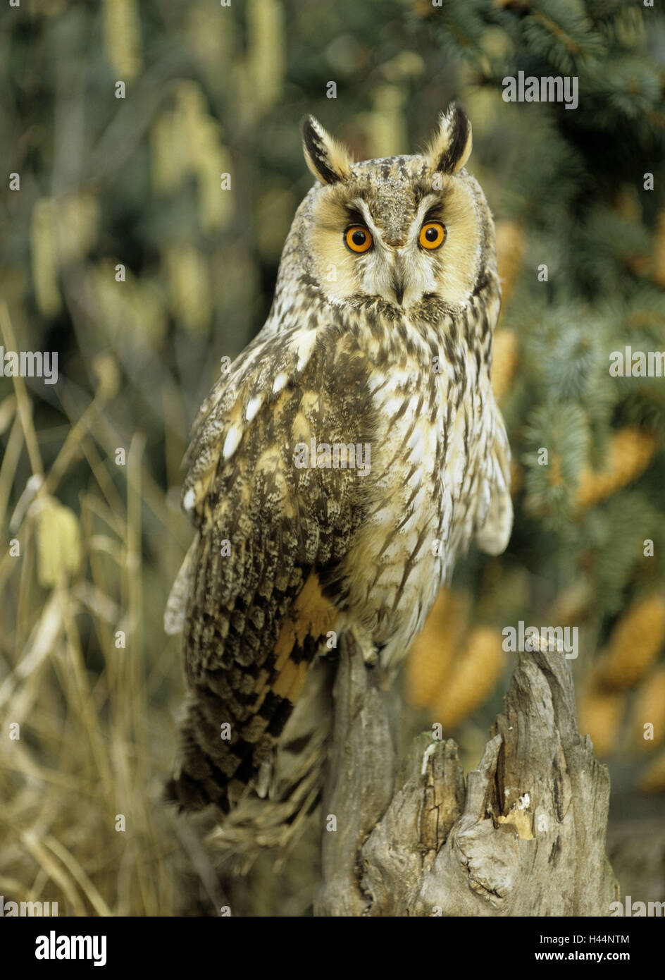 Long eared owl, Asio otus, tree stump, sit, Stock Photo