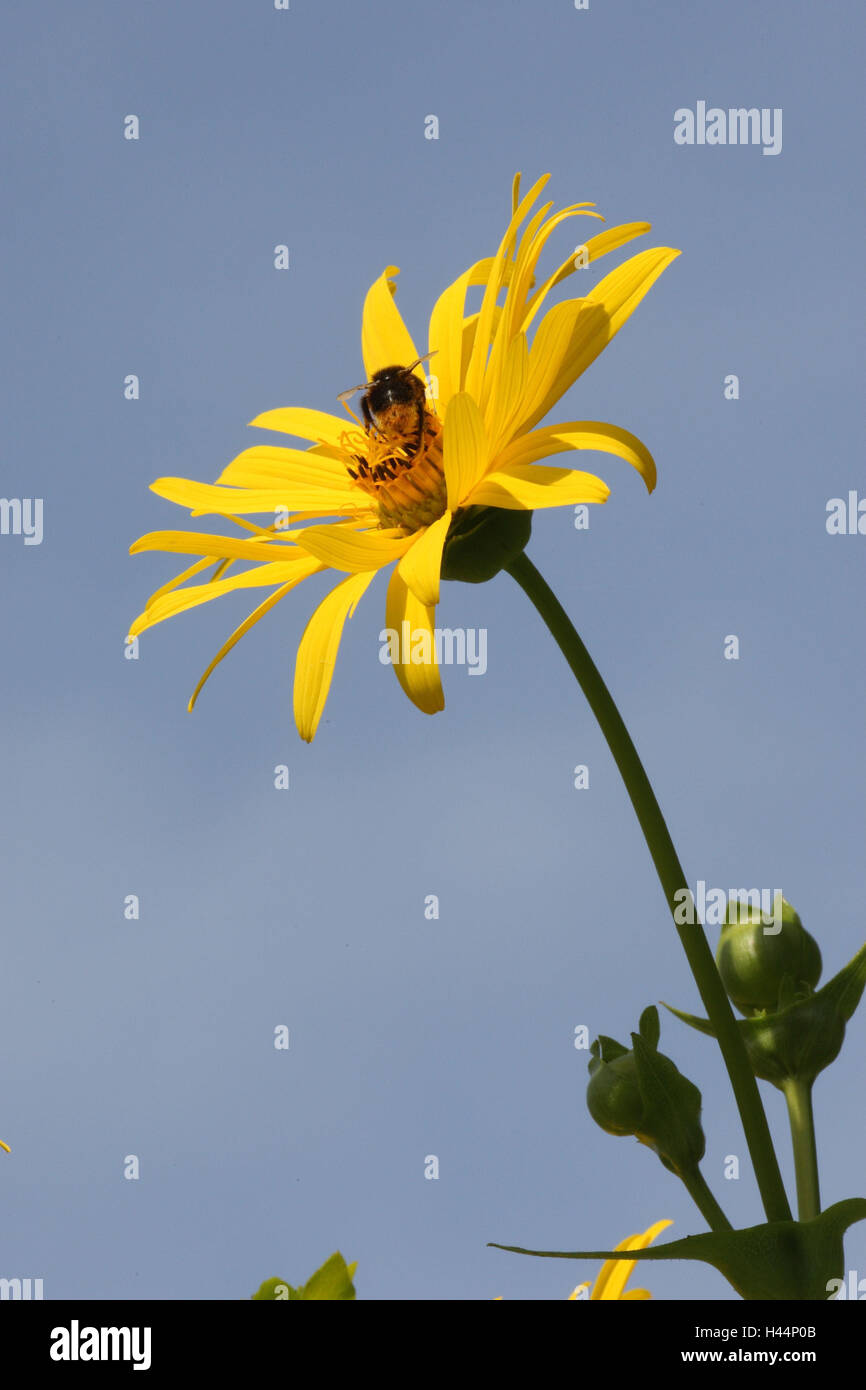 Summer flower, solar hat, yellow, bee, Stock Photo
