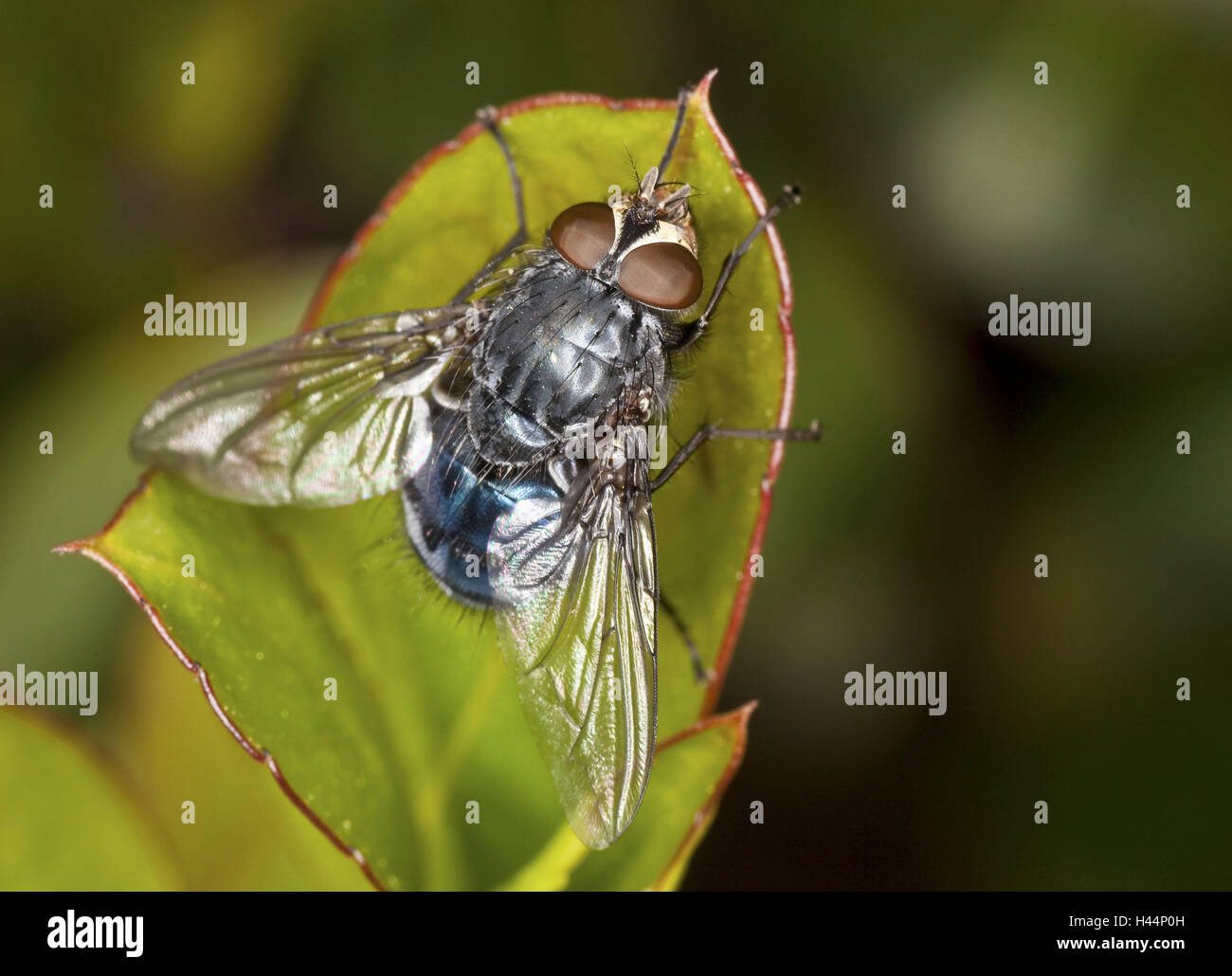 Leaves, blue blowfly, Calliphora, vomitoria, close up, Majorca, nature, animal, insect, hymenoptera, fly, wing, transparent, fluorescent, eyes, whole bodies, Stock Photo