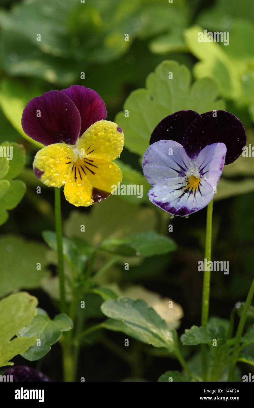 Usual pansies, blossoms, yellow, mauve, wet, Stock Photo