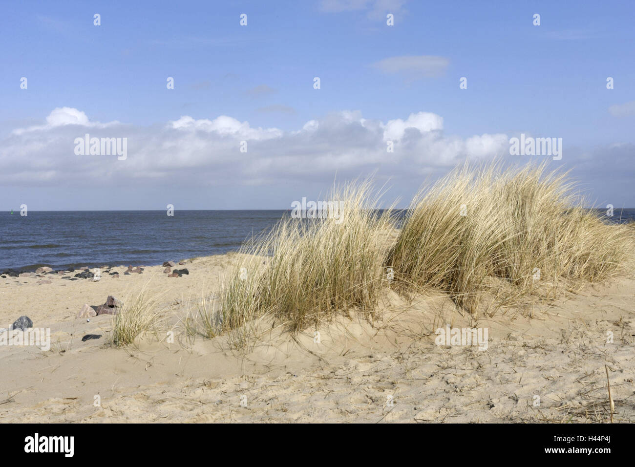 Germany, Lower Saxony, North Sea coast, Sand dunes, dune grass, North Germany, coast, seashore, the North Sea, sea, dune, heaven, blue, clouds, nature, rest, vacation, recreation, scenery, national park, nature reserve, dune grass, grass bundle, beach, sandy beach, nobody, nature conservation, Stock Photo