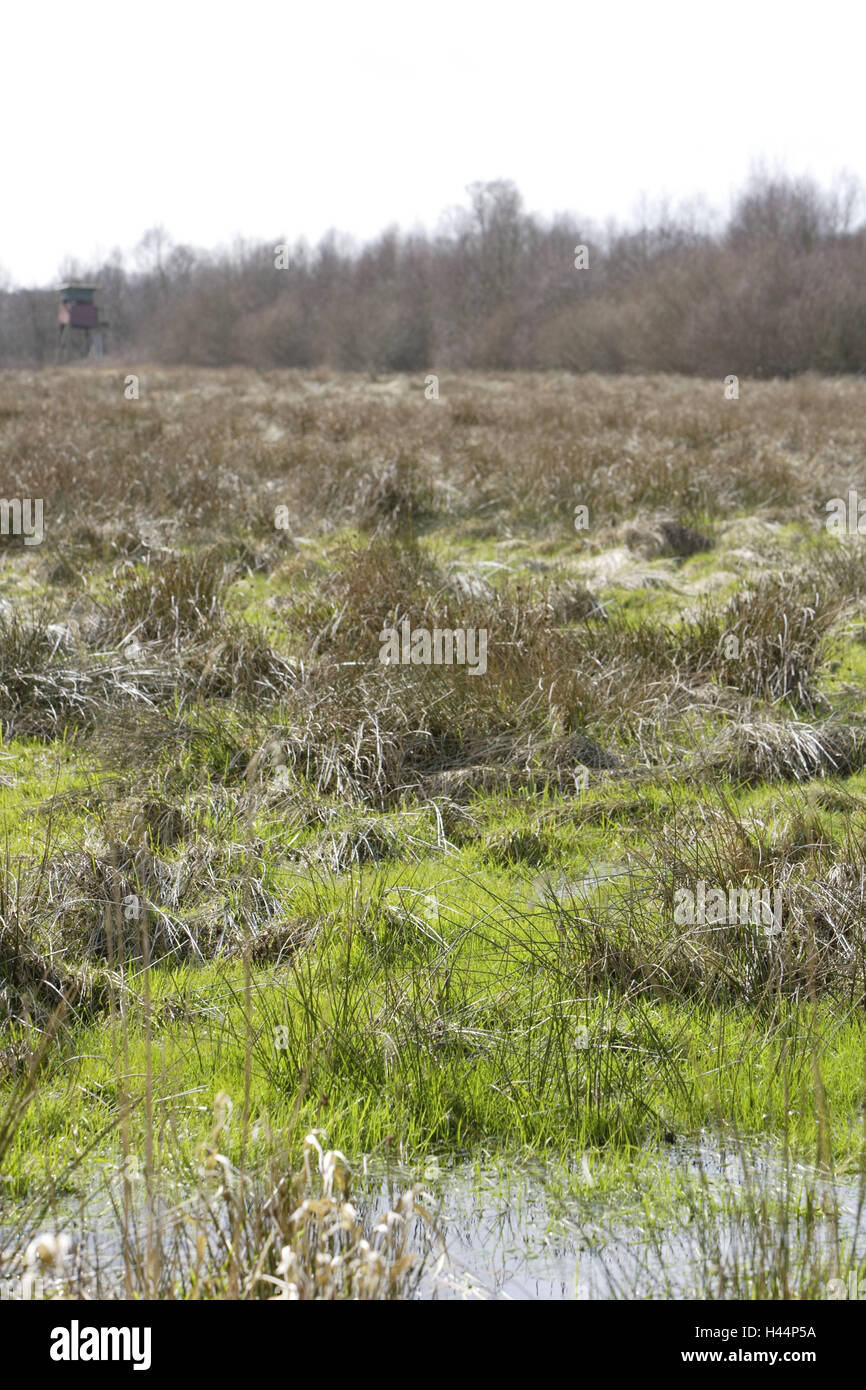 Germany, Lower Saxony, Moore, meadow, North Germany, nature conservation, marsh, grass, rest, meadow, wood, trees, birches, shrubs, tree series, wetland, scenery, raised hide, hunter's raised hide, nature, nobody, Stock Photo
