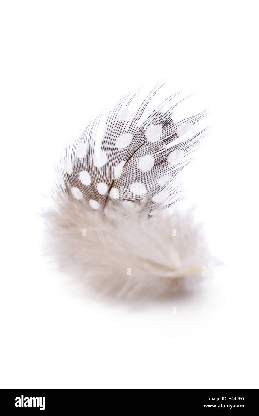 Guinea fowl feathers hi-res stock photography and images - Alamy