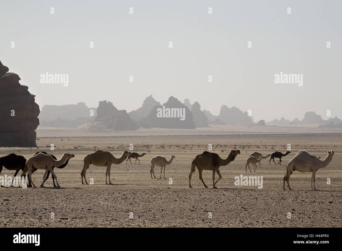 Saudi Arabia, province Tabuk, Hisma-mountain world, desert, camels, Stock Photo