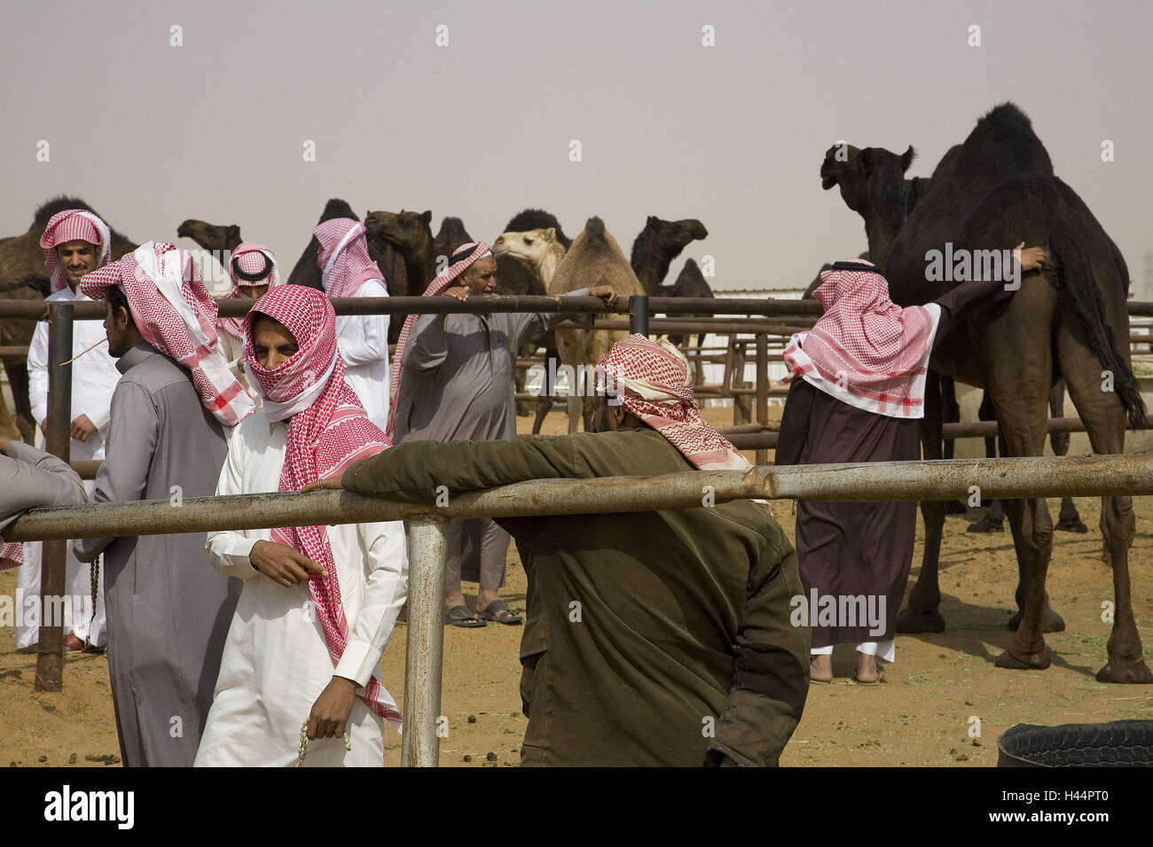 Saudi Arabia, province Riyadh, Riyadh, camel market, Stock Photo