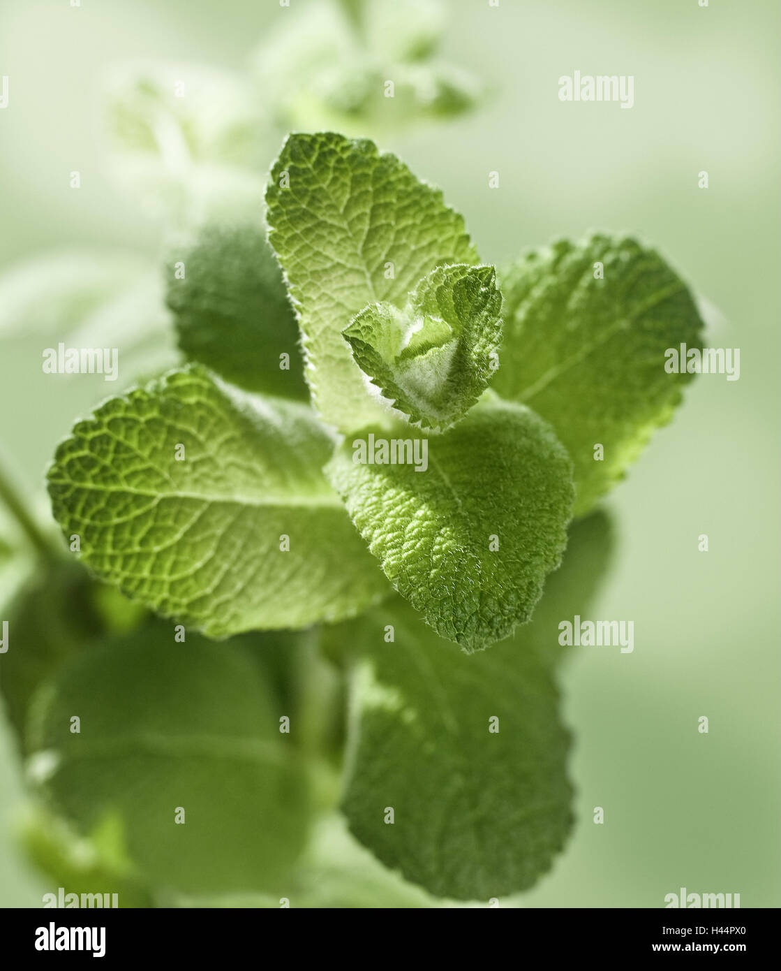Apple mint, Mentha suaveolens, Lippenblütler, mint, spice, culinary spice, herbs, herbs, tea herbs, fragrantly, medicinal plants, spice plant, medicament plant, leaves, green, health, Stock Photo