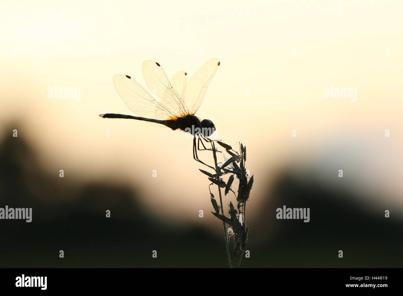 Vintage photo of beautiful Dragonfly sitting on plant Stock Photo - Alamy