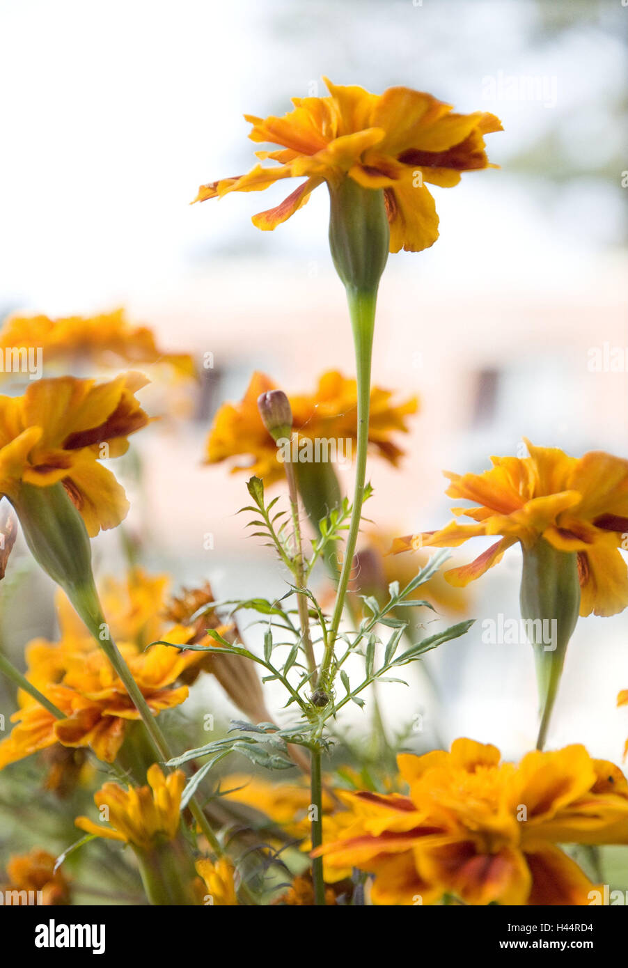 French marigolds, French marigolds spec., there blossom, flowerbed, flowers, plants, French marigolds, blossom, blossoms, period bloom, nature, summery, orange, Stock Photo