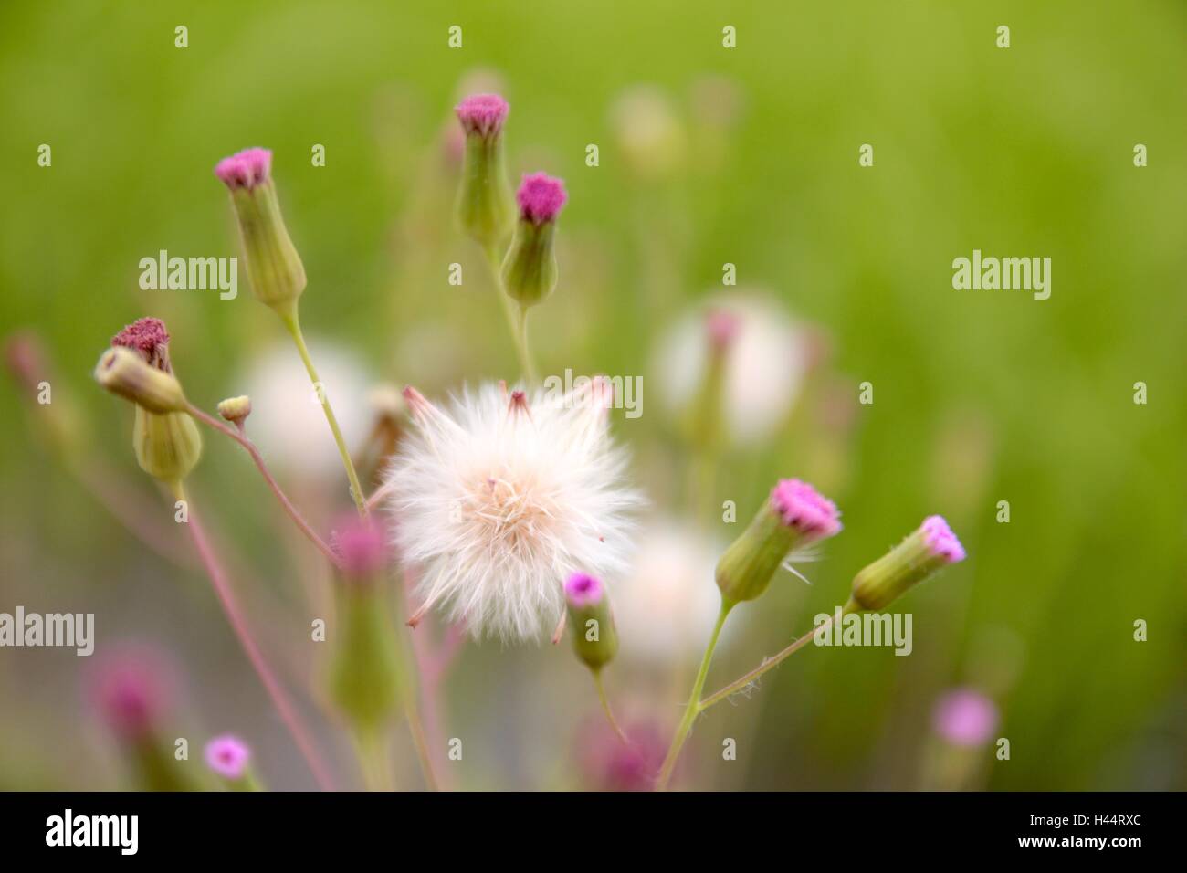 Small white wildflowers hi-res stock photography and images - Alamy