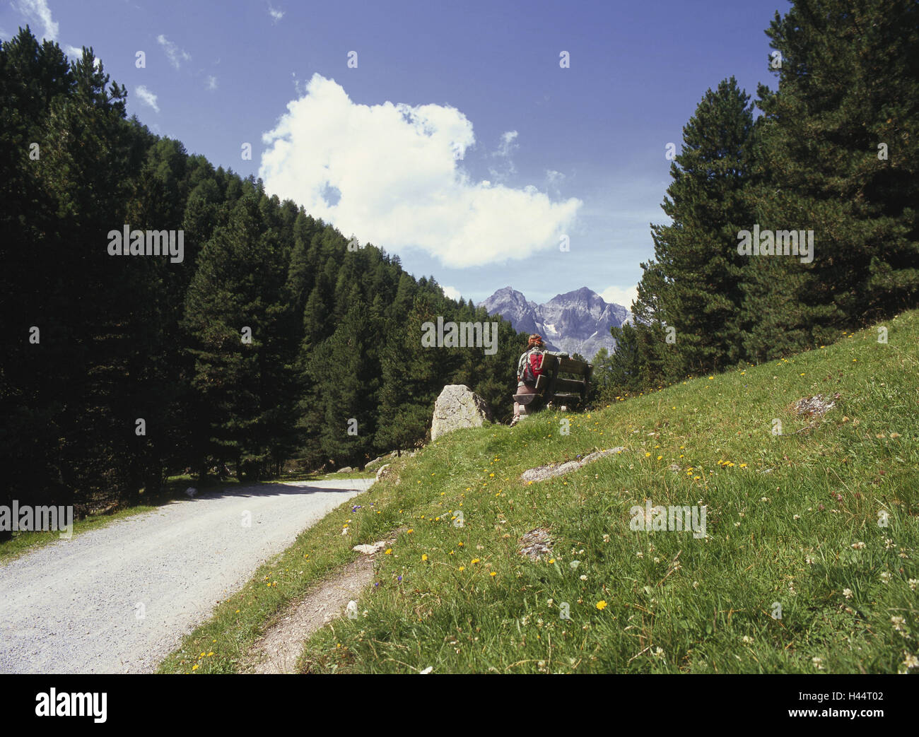 Switzerland, canton Graubuenden, Unterengadin, footpath, meadow, saddle, tourist, no model release, the Engadine, mountain world, alps, scenery, alp room, Swiss, mountain valleys, valley, mountain valley, mountain valley, Val, S-charl, tree, trees, more s Stock Photo