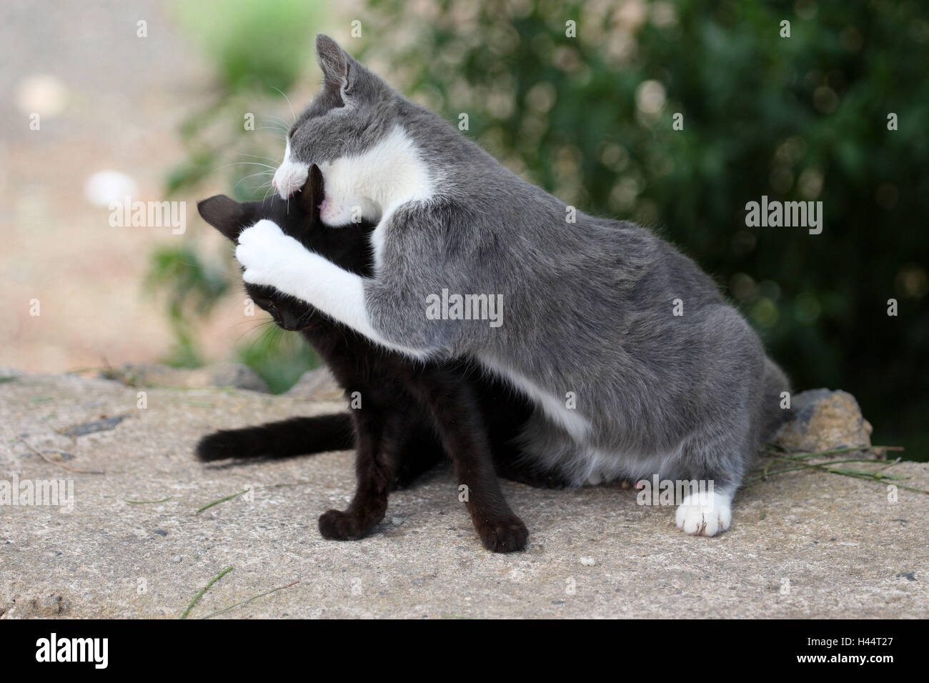 House cats, two, argue, fight Stock Photo Alamy