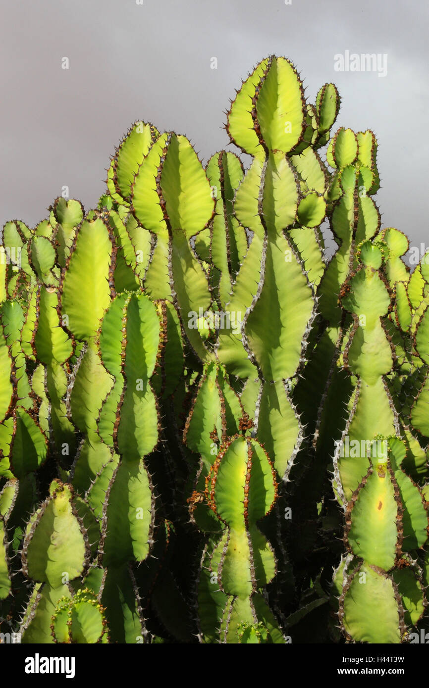 Candelabra spurge on Fuerteventura Stock Photo Alamy