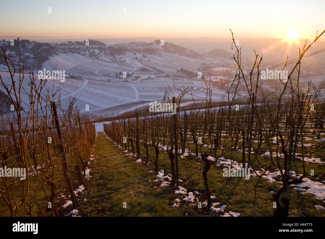 Vineyards, winter, Red's mountain, Stuttgart, Baden-Wurttemberg, Germany, Stock Photo