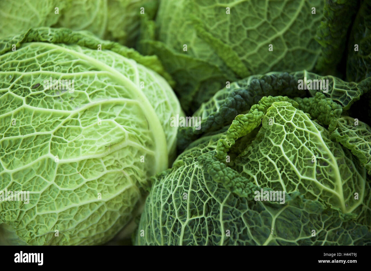 Savoy cabbage, detail, Brassica sabauda, savoy cabbage, cabbage
