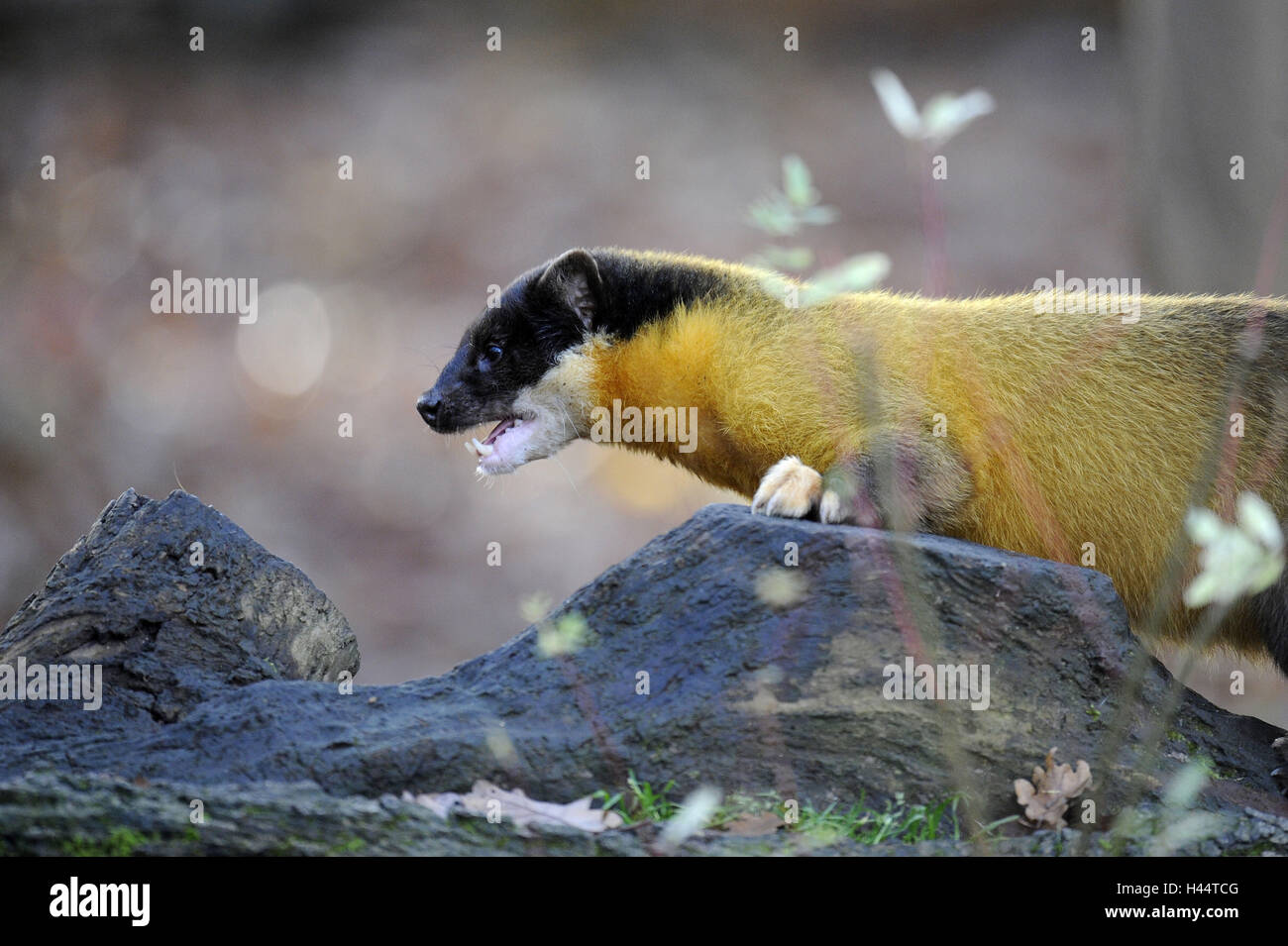 Coloured marten, Martes flavigula Stock Photo Alamy