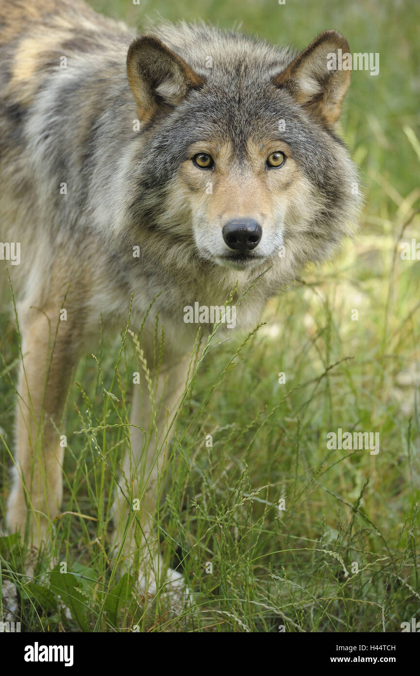 Wolfs, Canis lupus, portrait, meadow, stand Stock Photo - Alamy