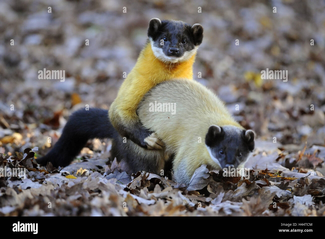 Coloured marten, Martes flavigula Stock Photo Alamy
