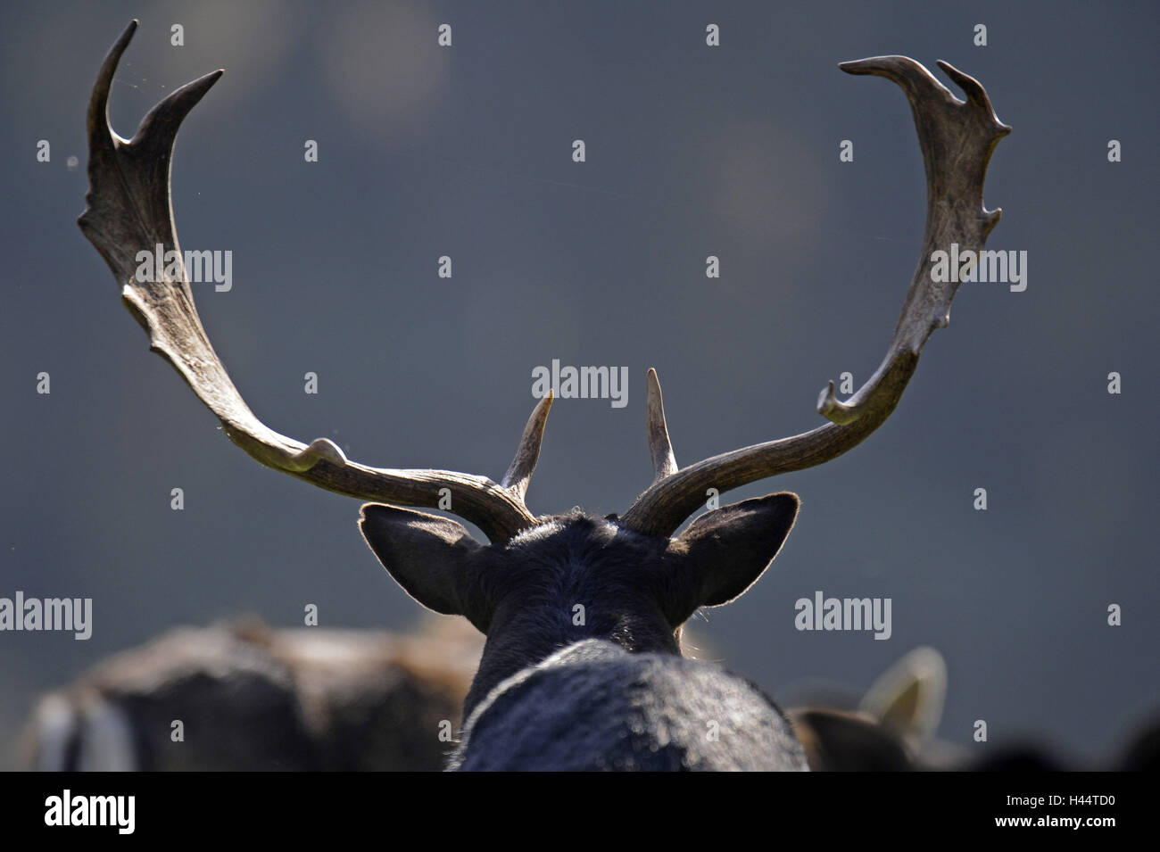 fallow deer, Dama, deer, rutting season, Stock Photo