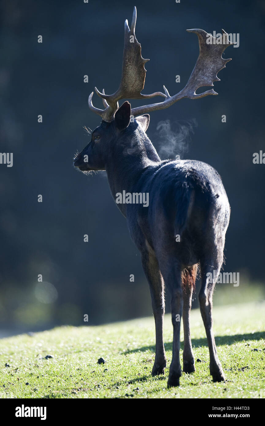 Damwild, Dama dama, deer, rutting season, Stock Photo
