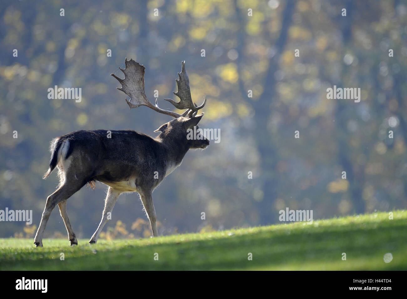 Damwild, Dama dama, deer, rutting season, Stock Photo
