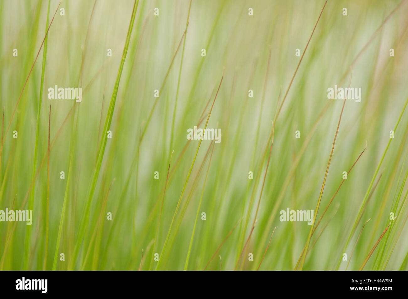 Grass, marsh trident, Triglochin palustre, detail, plants, trident plants, Juncaginaceae, green, reed grass, handles, stalks, nature, vegetation, outside, Stock Photo