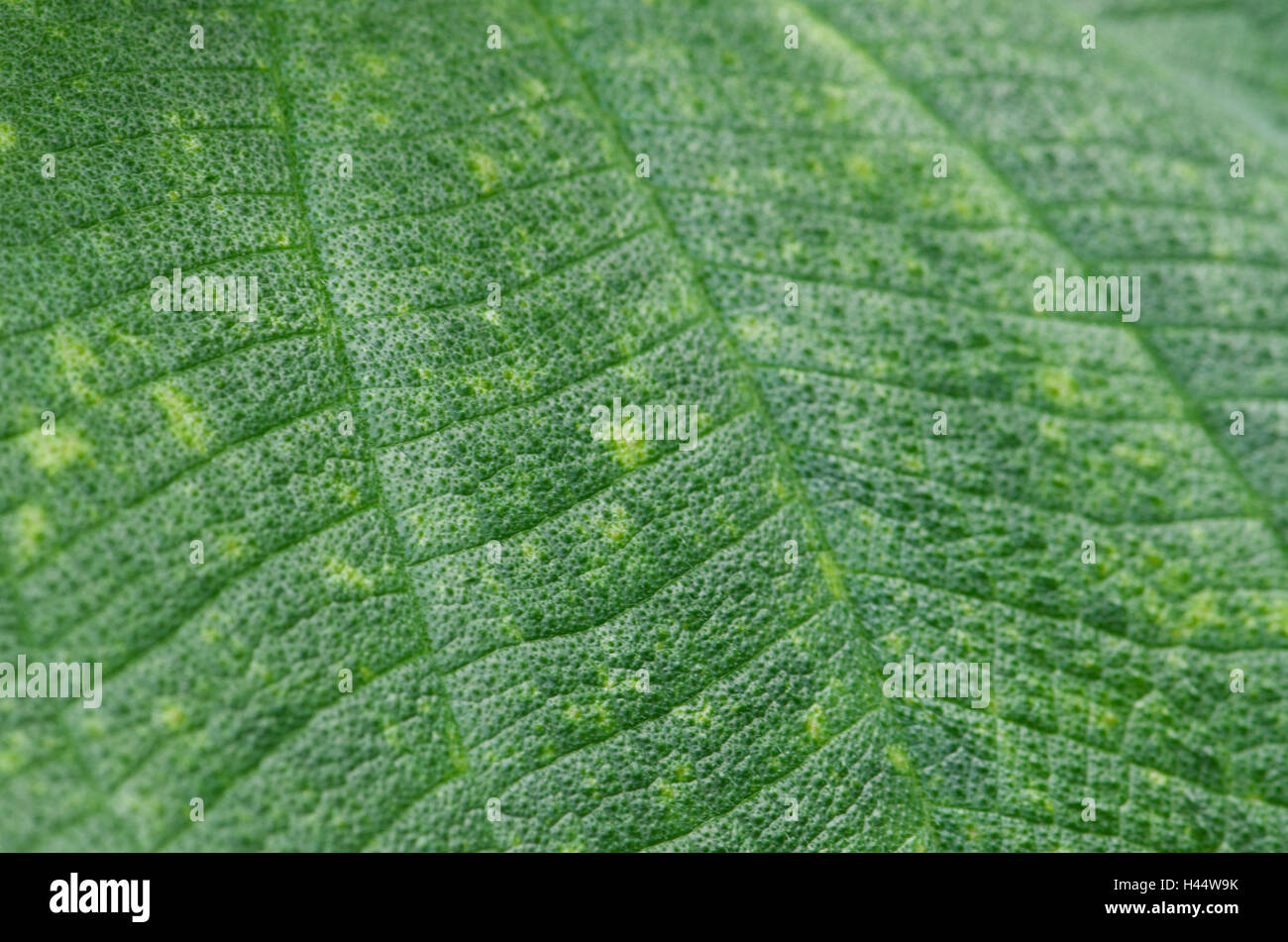 Plant leaf, close-up, Stock Photo