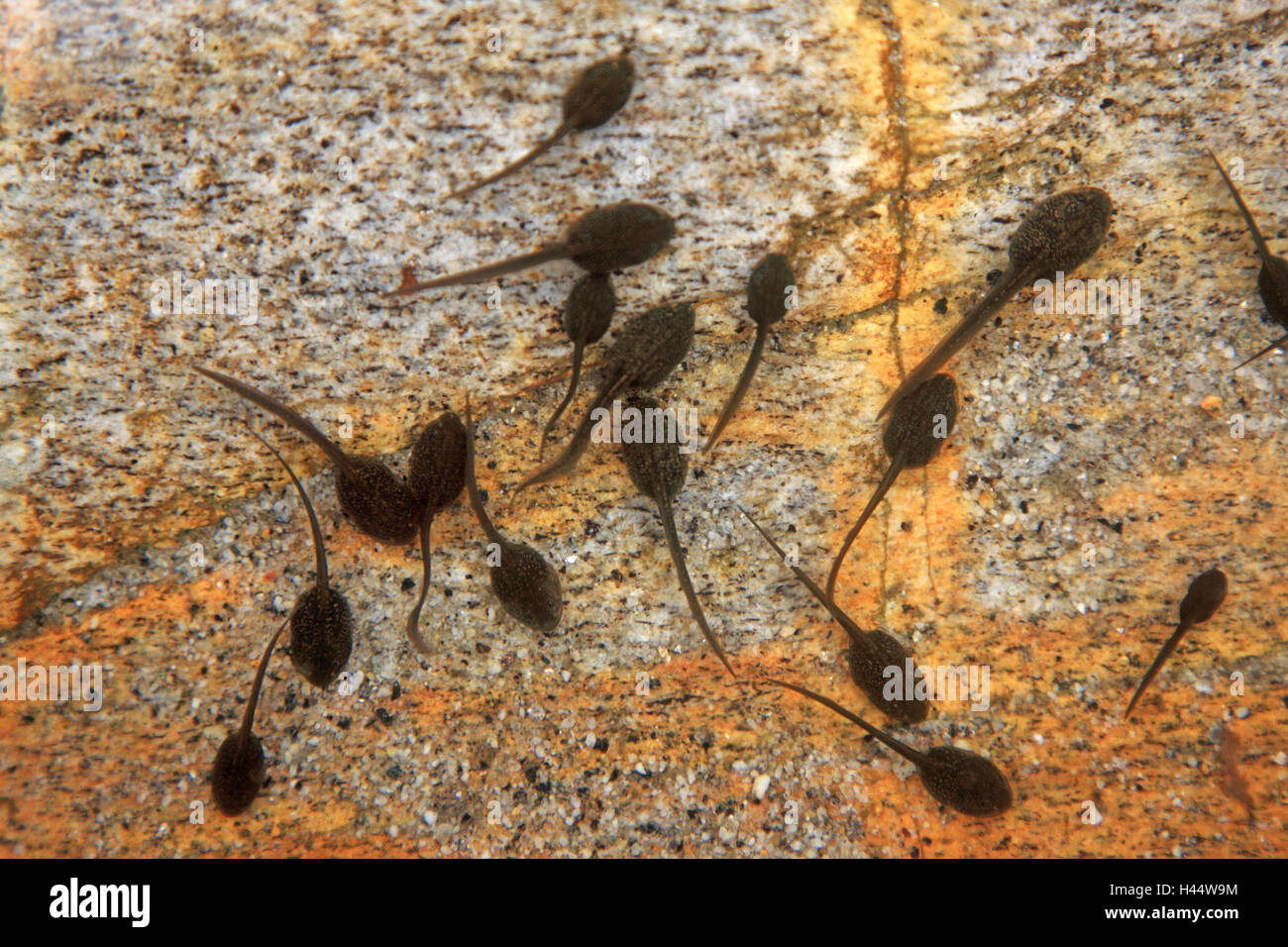 Water, tadpoles, from above, waters, stone, rock, animals, amphibians, Amphibians, frog Amphibians, Ranidae, frogs, larva stage, larvae, development stage, development, spring, Stock Photo