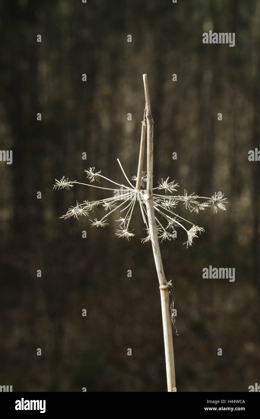 Flower, dry, glumly, spring, colorless, plain, wood, plant, forest