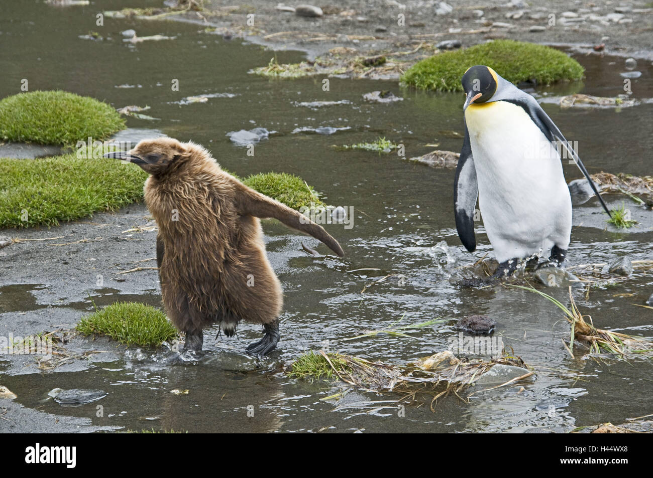 South Georgia, Fortuna-Bay, king penguin, Aptenodytes patagonicus, young animal, Stock Photo