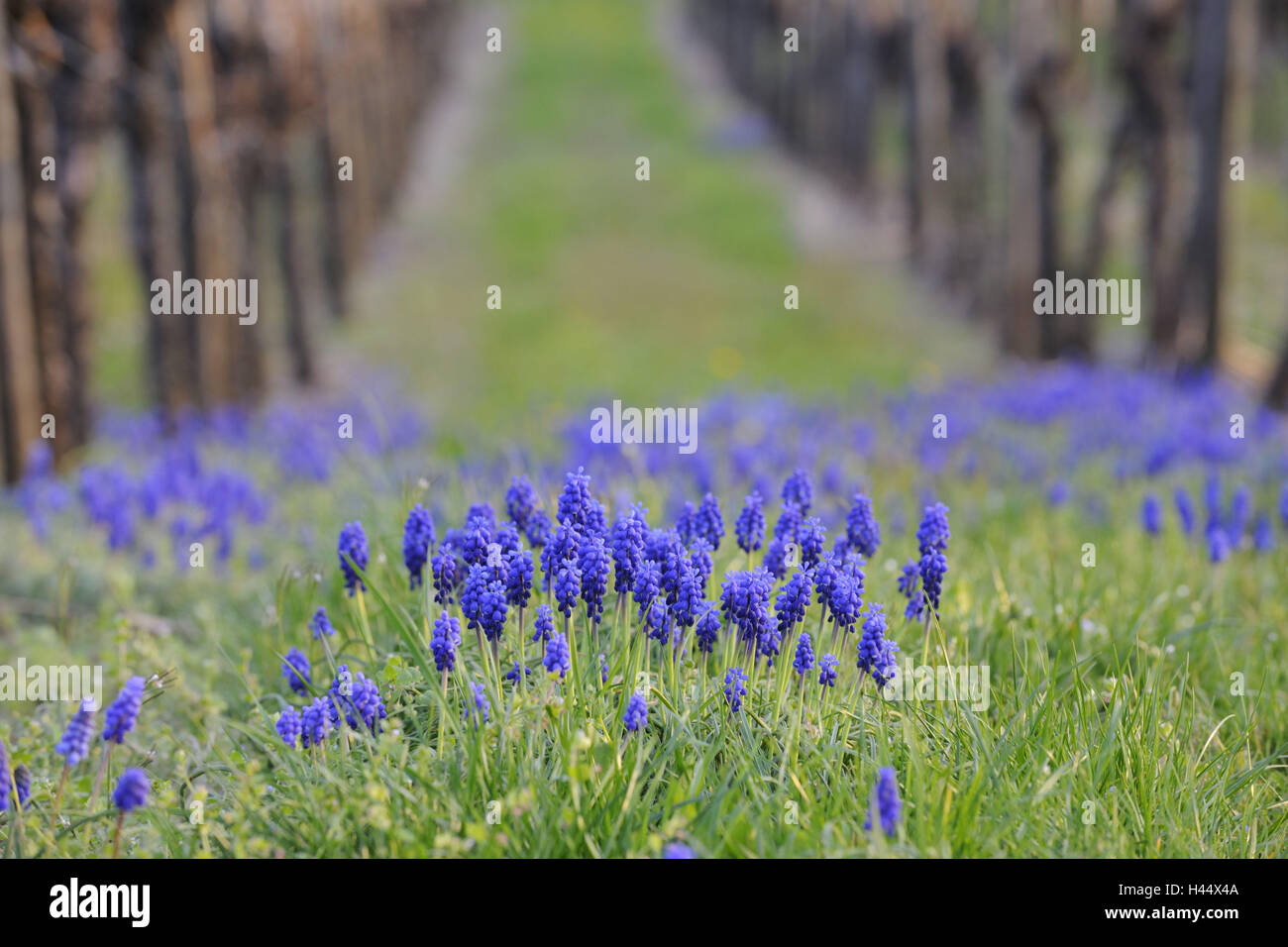 Grape hyacinths, Muscari botryoides, Stock Photo