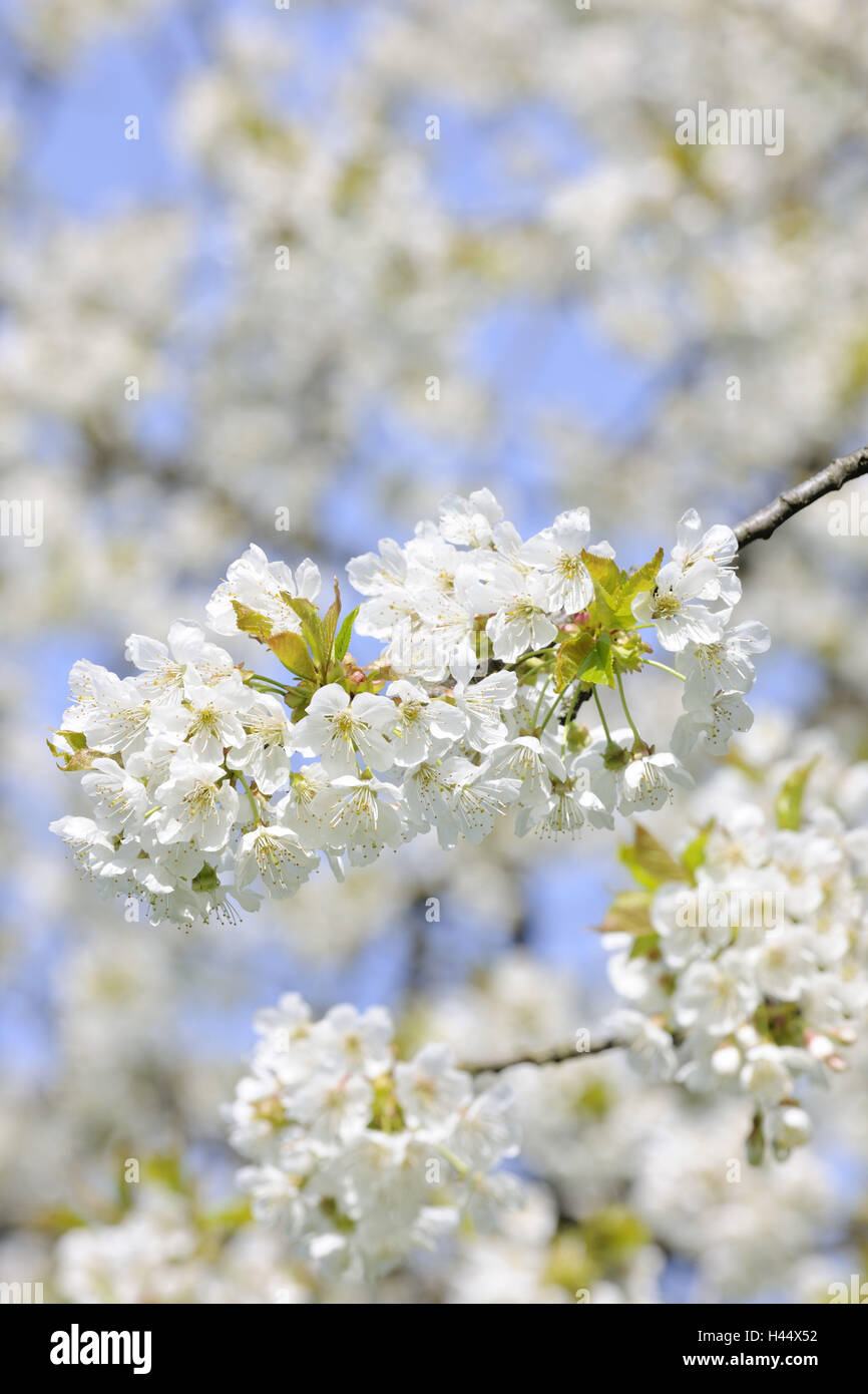 Blossom prunus flower tree spring hi-res stock photography and images -  Page 6 - Alamy