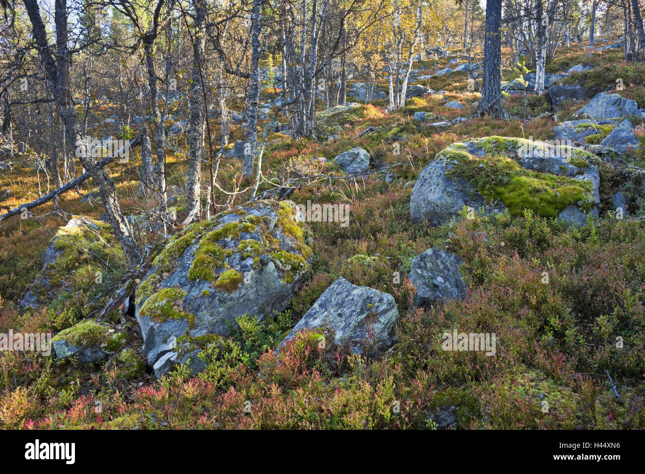 Norway, Hedmark, Gutulia national park, forest, autumn Stock Photo - Alamy