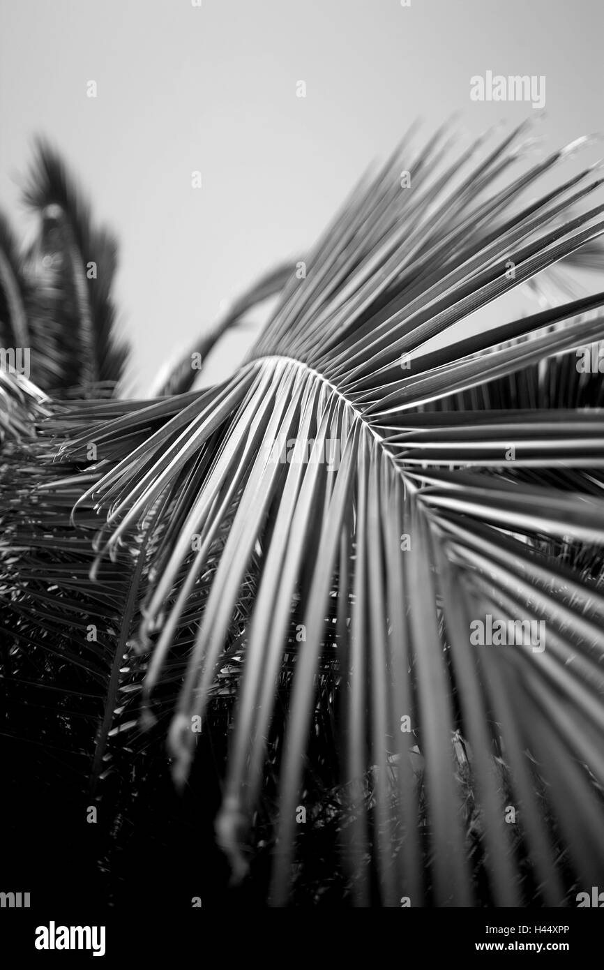 Phoenix palm, leaf, close-up, s/w, Stock Photo