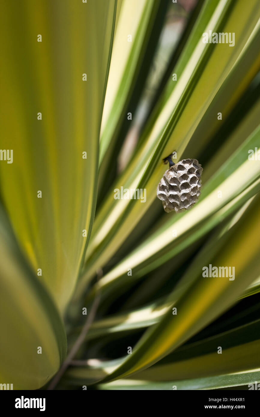 Yucca, yucca aloifolia, leaves, wasps' nest, close up, plants, nature, plant leaves, green, pointed, yucca, honeycombs, nest, insect nest, bottom side, medium close-up, detail, Stock Photo