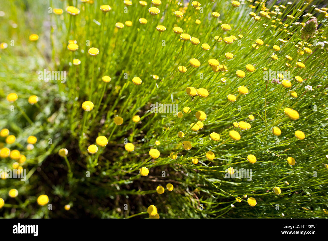 Midday flower plant, Drosanthemum, blossom, yellow blossom, medium close-up, flowers, blossoms, midday flower plants, buds, plants, nature, Stock Photo