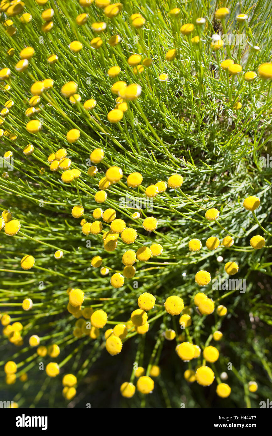 Midday flower plant, Drosanthemum, blossom, yellow blossom, medium close-up, flowers, blossoms, midday flower plants, buds, plants, nature, Stock Photo