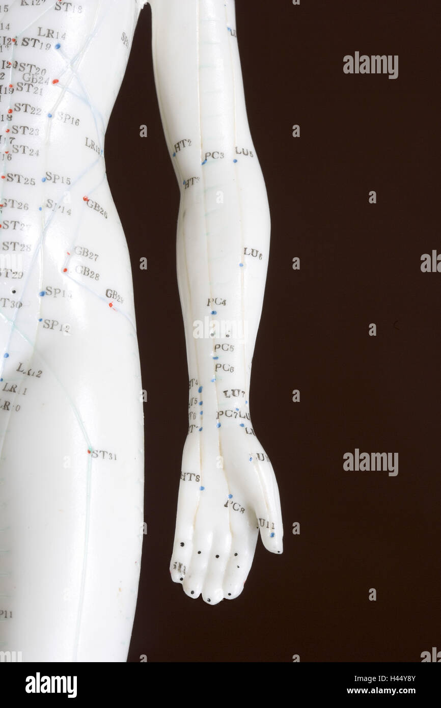 Model doll, detail, acupuncture points, red, meridians, Series