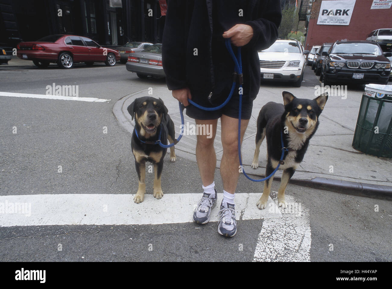 The USA, New York city, Manhattan, roadside, man, detail, dogs, stand, North America, town, city, wait, cross street, traffic, pets, people, feet, gassi go, Stock Photo