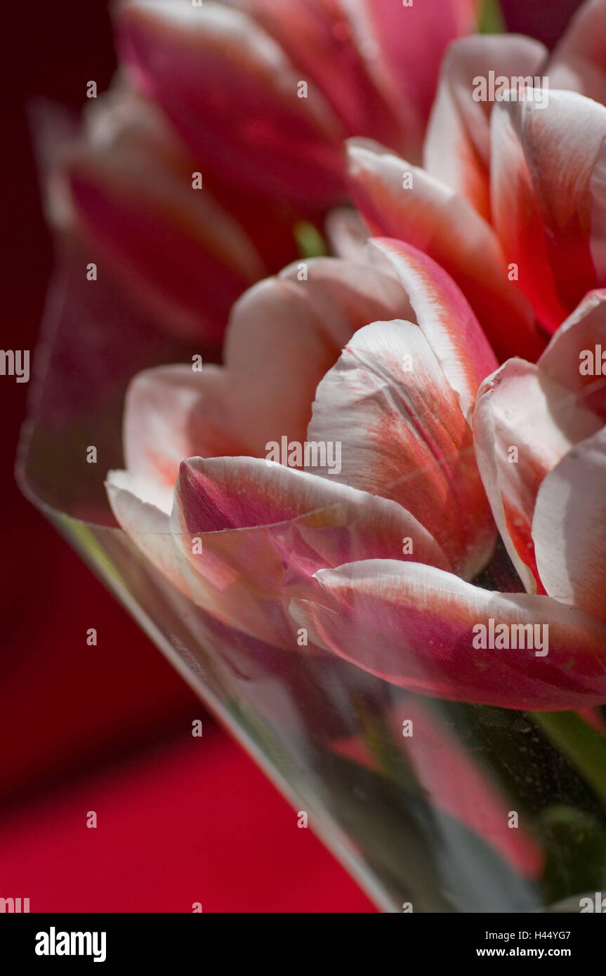 Tulip bunch, transparency, medium close-up, Tulpia, tulips, flowers, pink, pink-white, cut flowers, bouquet, flora, blossoms, openly, lily plants, Liliaceae, season, spring, envelope, Stock Photo