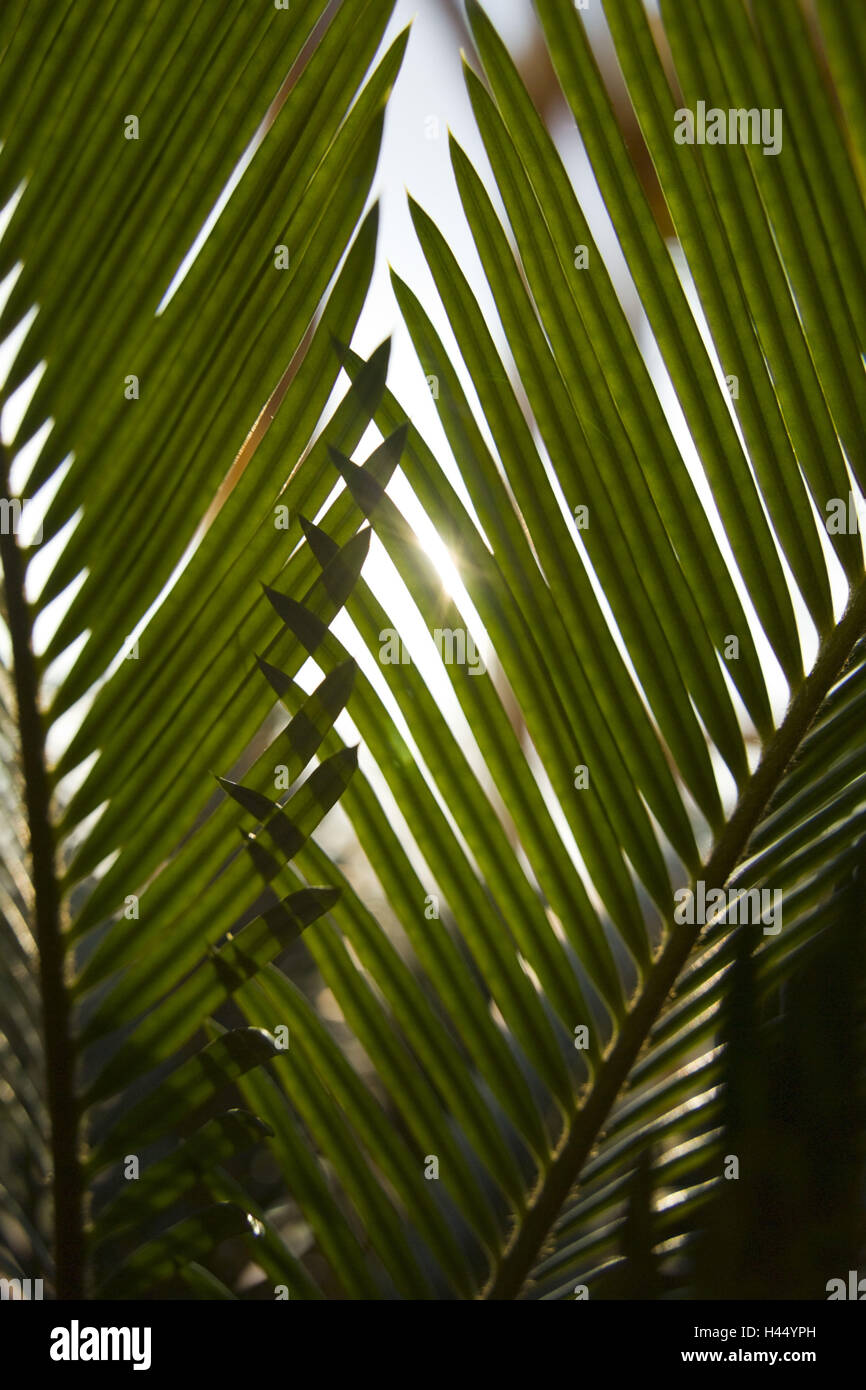 Palm fern, palm whisk, Cycas revoluta, the sun, back light, Stock Photo