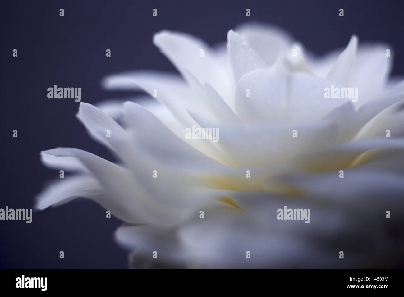 Japanese camellia, Camellia japonica, blossom, side view, medium close-up, camellia, flower blossom, flower, white, openly, ornamental plant, odour, icon, wellness, softly, cleanness, blur, Stock Photo